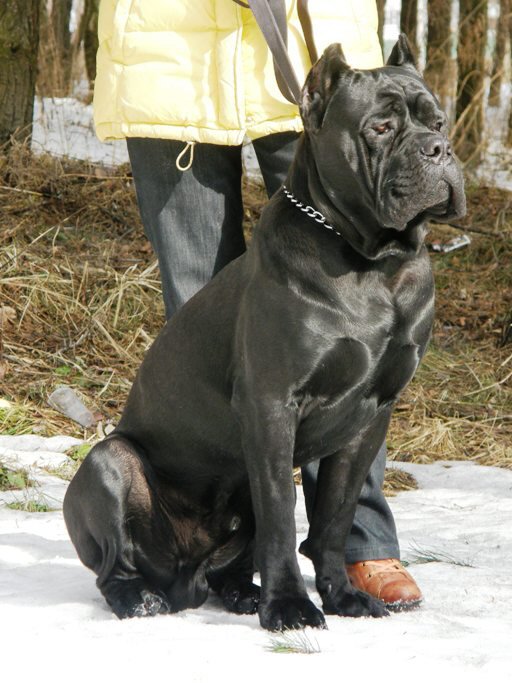 Собаки и щенки кане корсо в Киеве