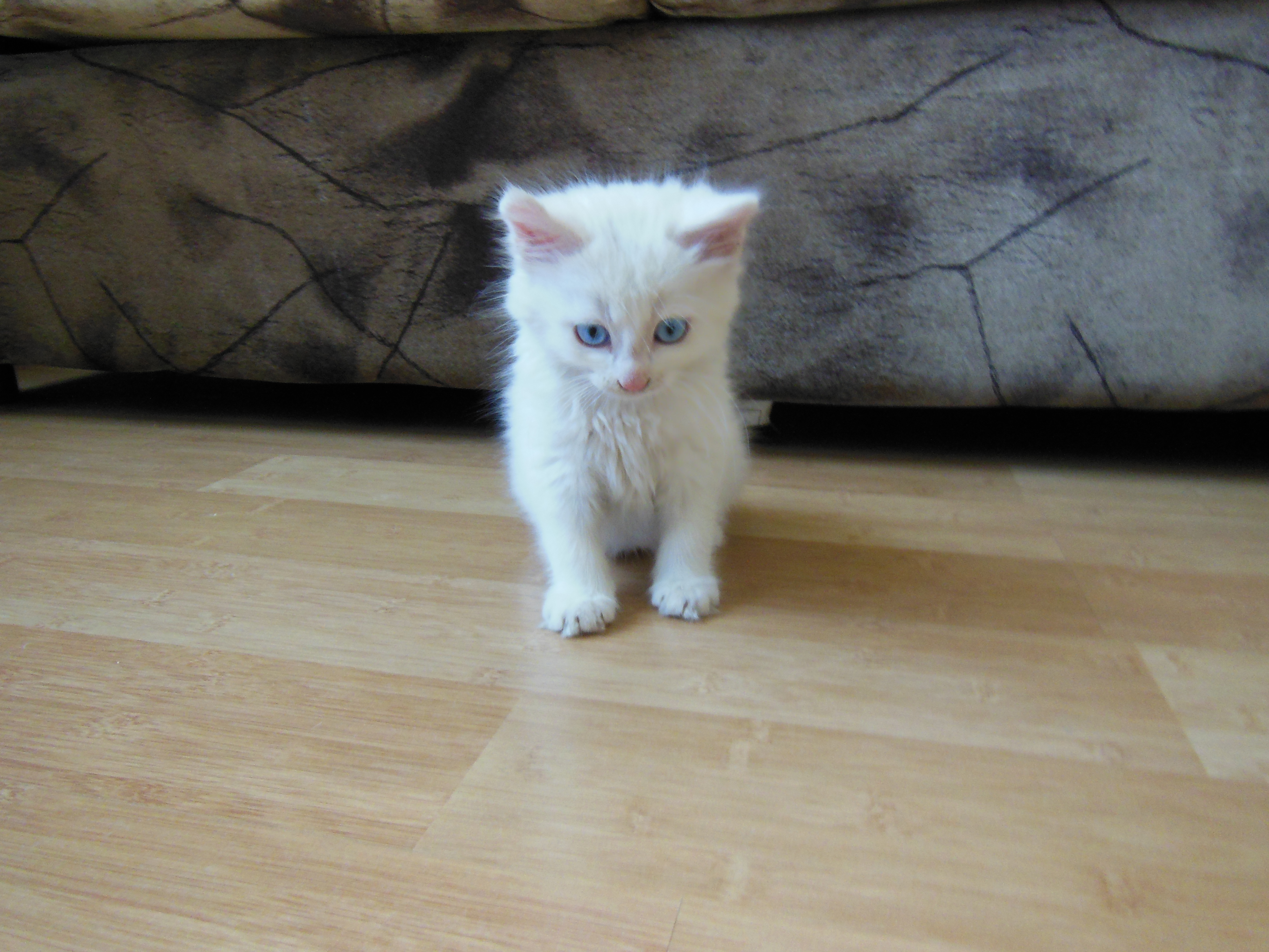 Белый котенок девочка