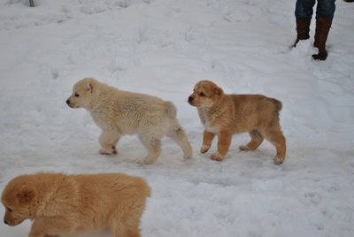 Продаются чистокровные щенки алабая