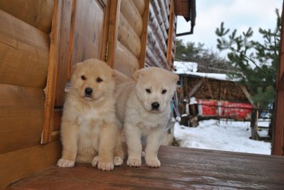 Продаются чистокровные щенки алабая