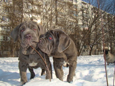 Мастино наполетано высокопородные щенки