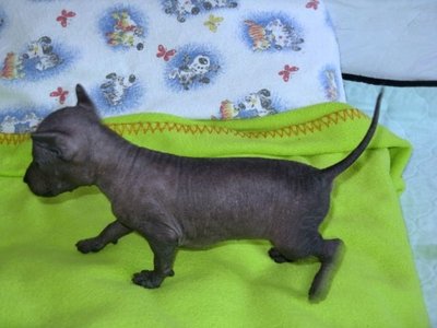 Щенки Мексиканской голой собаки Xoloitzcuintle (средние) от Чемпиона Китая. 