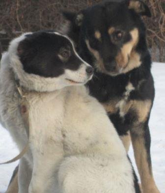 Срочно отдам сторожевого пса! 