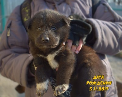 Милые щенки в добрые руки. Мама - лайка