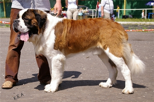 Щенки породы сенбернар