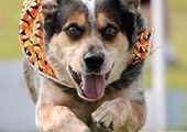 В США состоялся фестиваль «Dogtoberfest»