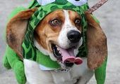 В США состоялся фестиваль «Dogtoberfest»